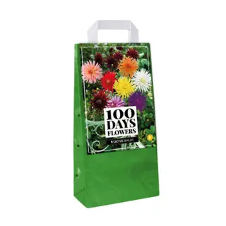 Tas 5 Dahlia Cactus Mix