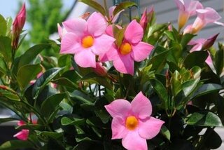 Tuinplanten