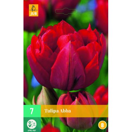 Tulipa Abba - 7 bloembollen