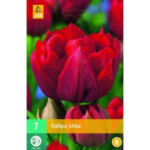 Tulipa Abba - 7 bloembollen