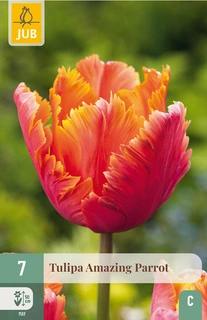 Tulipa Amazing Parrot