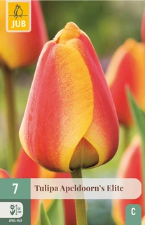 Tulipa Apeldoorns Elite - 7 bloembollen