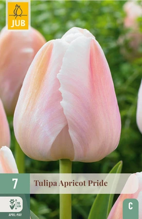 Tulipa Apricot Pride