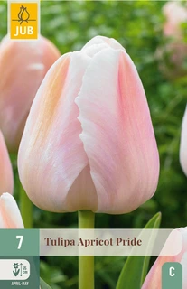 Tulipa Apricot Pride