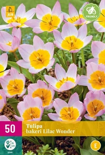 Tulipa Bakeri Lilac Wonder
