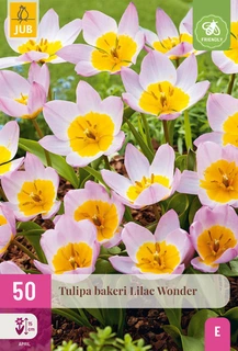Tulipa Bakeri Lilac Wonder