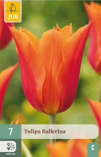 Tulipa Ballerina - 7 bloembollen