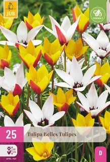 Tulipa Belles Tulipes - 25 bloembollen