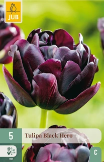 5 TULIPA BLACK HERO 11/12