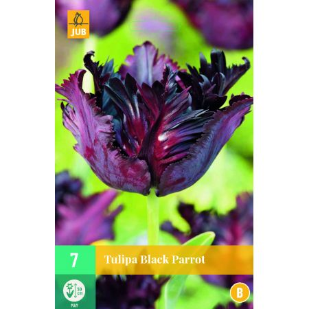 Tulipa Black Parrot - 7 bloembollen