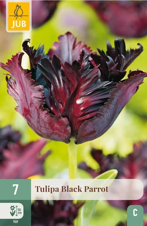 Tulipa Black Parrot - 7 bloembollen