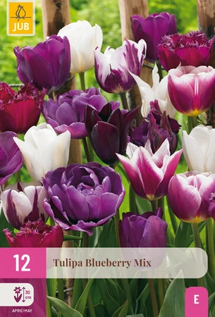 Tulipa Blueberry Mix - 12 bloembollen