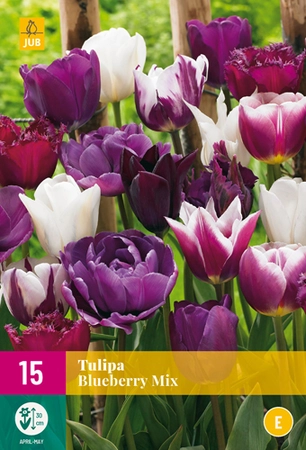 Tulipa Blueberry Mix - 15 bloembollen