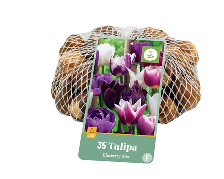 Tulipa Blueberry Mix - 35 bloembollen