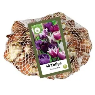 Tulipa Blueberry Mix - 40 bloembollen