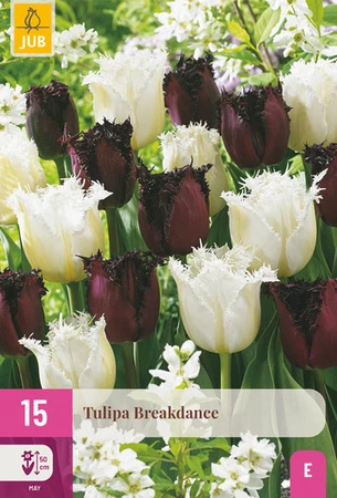 Tulipa Breakdance - 15 bloembollen