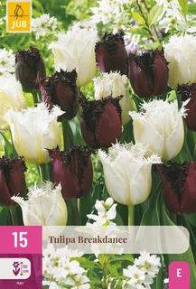 Tulipa Breakdance - 15 bloembollen