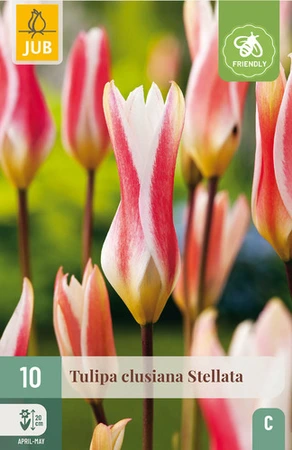 Tulipa Clusiana Stellata - 10 bloembollen