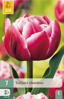 Tulipa Columbus dubbele pioentulp – roze met witte randen (11/12 cm)