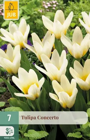 Tulipa Concerto - 7 bloembollen