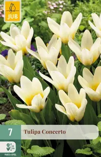 Tulipa Concerto - 7 bloembollen
