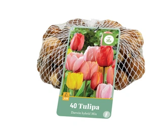 Tulipa Darwin Hybride Mix - 40 bloembollen