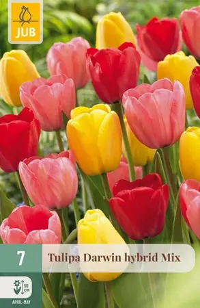 Tulipa Darwin Hybride Mix - 7 bloembollen