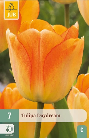 Tulipa Daydream - 7 bloembollen