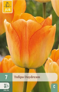 Tulipa Daydream - 7 bloembollen