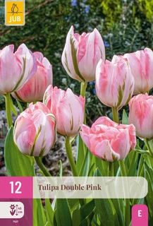 Tulipa Double Pink - 12 bloembollen