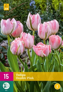 Tulipa Double Pink - 15 bloembollen