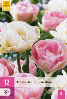 Tulipa Double Sensation - 12 bloembollen