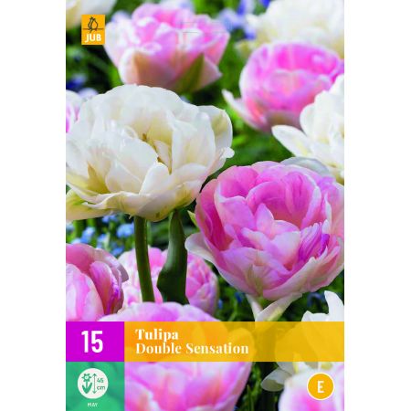 Tulipa Double Sensation - 15 bloembollen