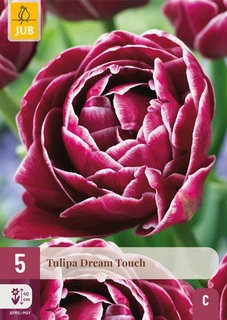 Tulipa Dream Touch