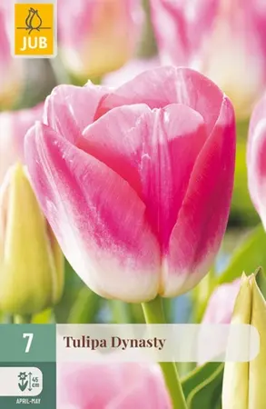 Tulipa Dynasty - 7 bloembollen