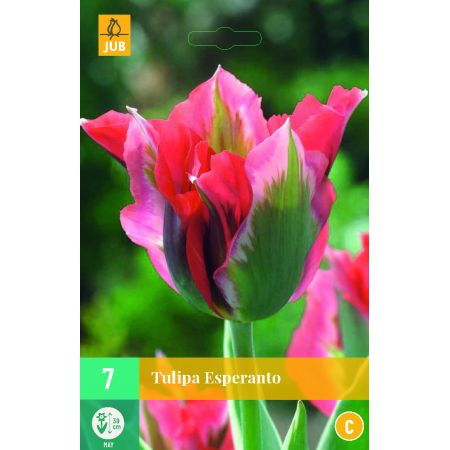 Tulipa Esperanto - 7 bloembollen