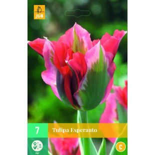 Tulipa Esperanto - 7 bloembollen