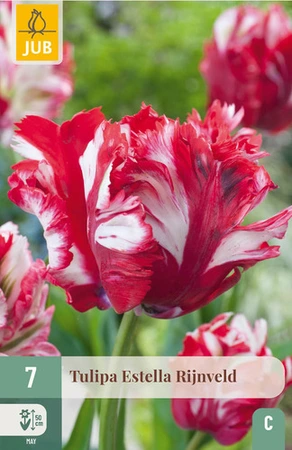 Tulipa Estella Rijnveld - 7 bloembollen