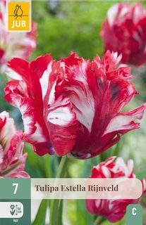 Tulipa Estella Rijnveld - 7 bloembollen