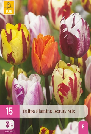 Tulipa Flaming Beauty Mix