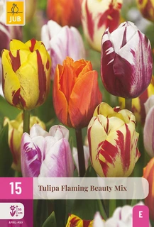 Tulipa Flaming Beauty Mix
