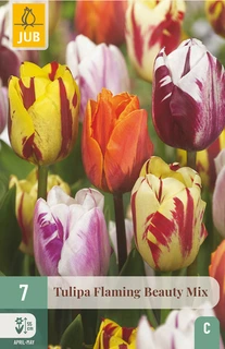 Tulipa Flaming Beauty Mix - 7 bloembollen