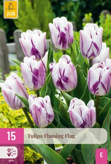 Tulipa Flaming Flag - 15 bloembollen