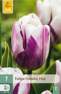 Tulipa Flaming Flag - 7 bloembollen