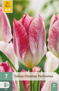Tulipa Flaming Purissima - 7 bloembollen