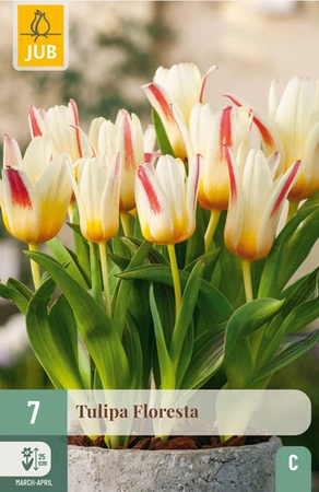 Tulipa Floresta - 7 bloembollen