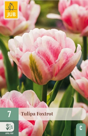 Tulipa Foxtrot - 7 bloembollen