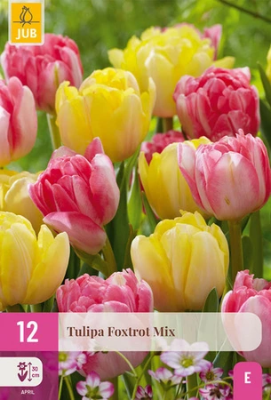 Tulipa Foxtrot Mix - 15 bloembollen