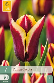 Tulipa Gavota - 7 bloembollen