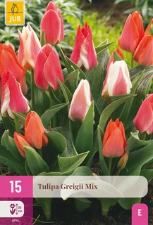 Tulipa Greigii Mix - 15 bloembollen